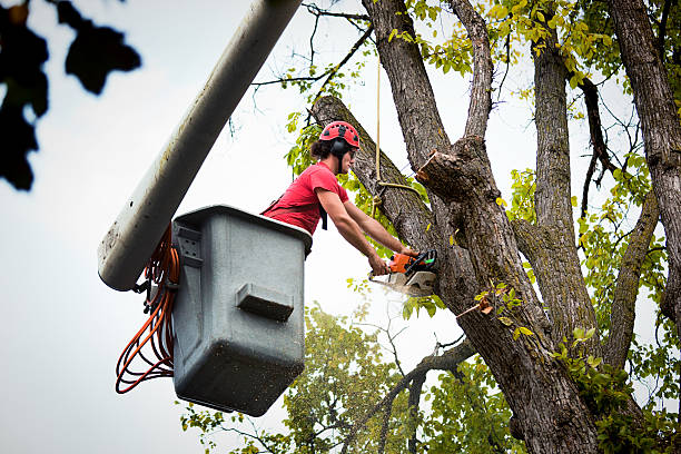 Best Stump Grinding and Removal  in Heyworth, IL